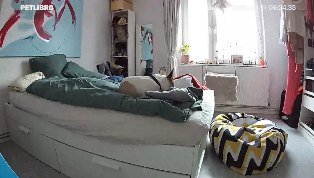 Petlibro Scout: Livebild mit Hund im Schlafzimmer