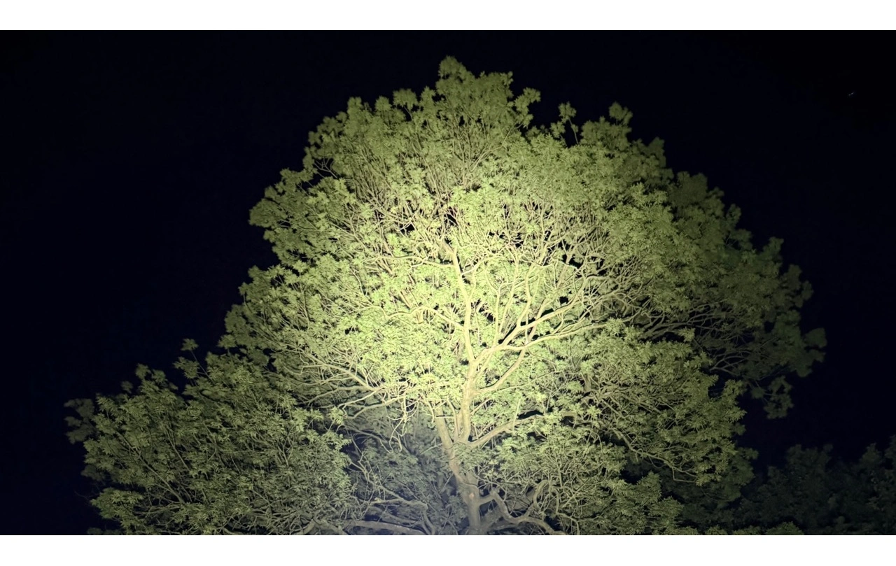 Olight Baton Ultra: Ausgeleuchtete Baumkrone bei Nacht