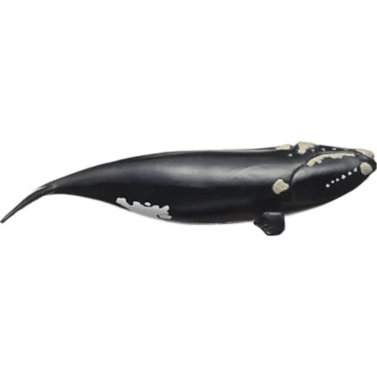 Schleich Nordatlantischer Glattwal (14878), Wild Life Figur, 19 x 9,6 x 4,7 cm, bedrohte Tierart – Bild 5