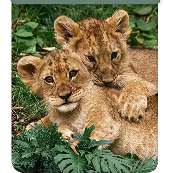ESPiCO Bettwäsche Trendy Bedding Babylöwen Raubtier Wildnis Löwe Jungtiere Großkatze Tiertatze Renforcé, 135x200 cm, 100% Baumwolle, Öko-Tex Standard 100 – Bild 3