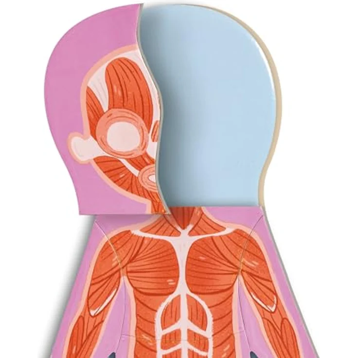 Hape E1652 Puzzle, Mehrfarbig - Magnetisches Anatomie-Puzzle für Kinder zur Entwicklung von Mint-Fähigkeiten – Bild 5