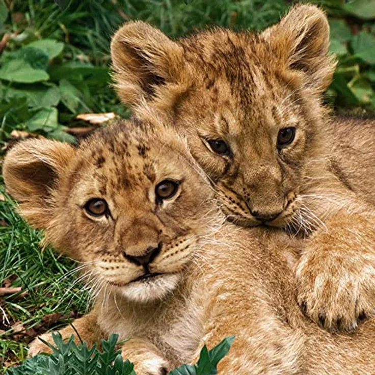 ESPiCO Bettwäsche Trendy Bedding Babylöwen Raubtier Wildnis Löwe Jungtiere Großkatze Tiertatze Renforcé, 135x200 cm, 100% Baumwolle, Öko-Tex Standard 100 – Bild 4