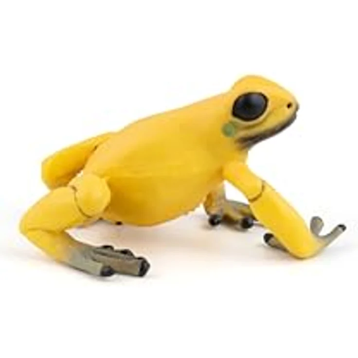 Gelber Äquatorialfrosch - Preisvergleich – Bild 4