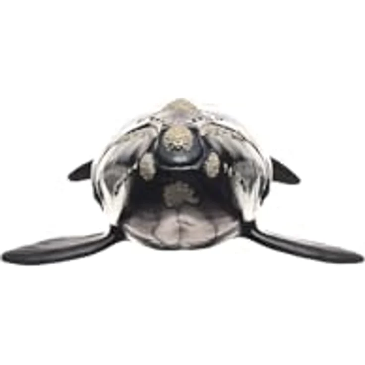Schleich Nordatlantischer Glattwal (14878), Wild Life Figur, 19 x 9,6 x 4,7 cm, bedrohte Tierart – Bild 3