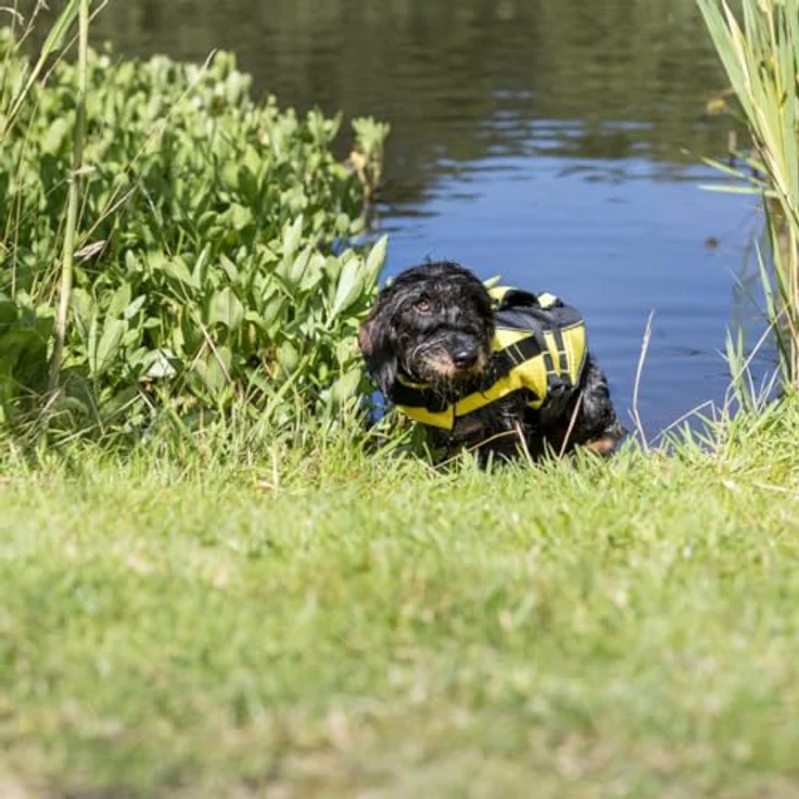 TRIXIE Schwimmweste für Hunde gelb/schwarz, anatomische Form für optimalen Tragekomfort – Bild 5