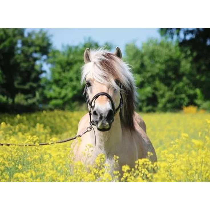 Ravensburger Puzzle 12000210 - Pferd im Rapsfeld - 500 Teile Puzzle für Erwachsene und Kinder ab 12 Jahren, Pferde-Puzzle – Bild 2
