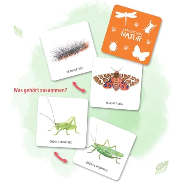 Sonstige Verlage Das große Insekten Memo, Brettspiel mit 60 Kärtchen und Begleitbuch über 30 Insekten – Bild 3