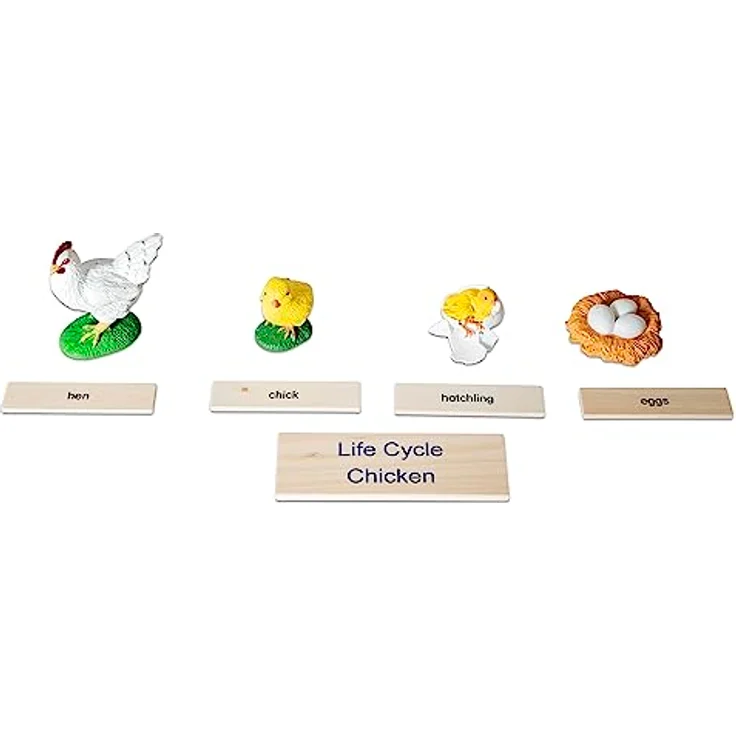 Betzold Lebenszyklus Huhn, Holz-Puzzle mit Phasen der Entwicklung vom Ei zum Huhn, für Kinder ab 5 Jahren – Bild 2