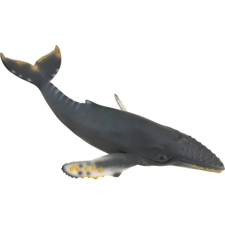 Humpback Whale