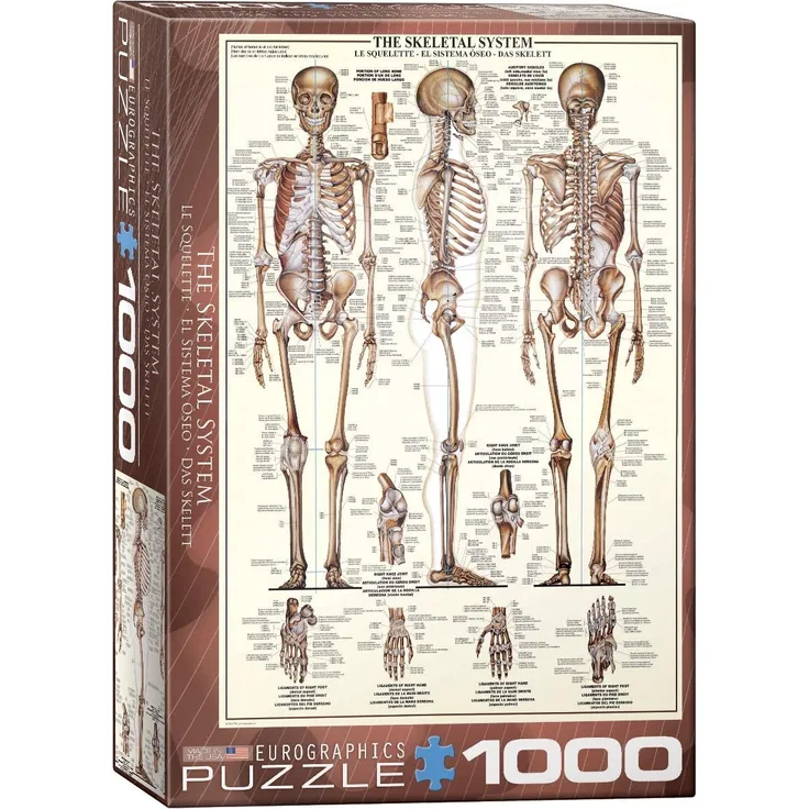 EuroGraphics Puzzle Das Skelett