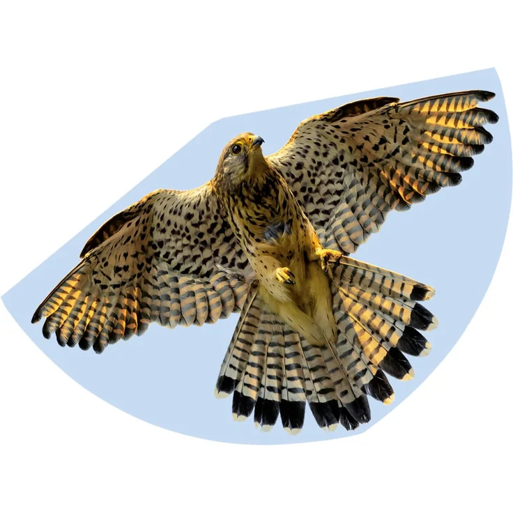 Paul Günther 1230 - Kinderdrachen mit Falken Motiv, Einleinerdrachen aus robuster PE-Folie mit verstellbarer Drachenwaage, für Kinder ab 4 Jahre mit Wickelgriff und Schnur, ca. 92 x 62 cm groß – Bild 1