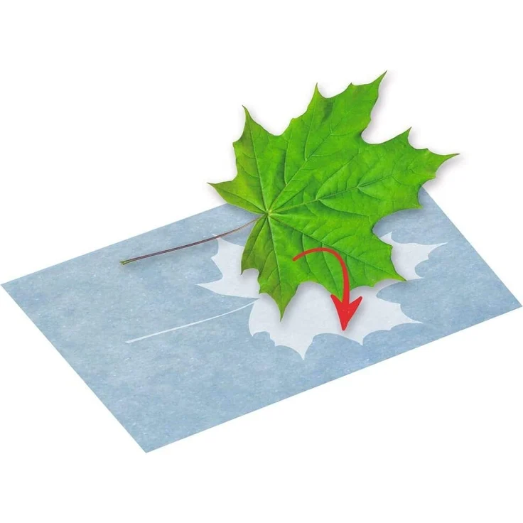 moses. PhänoMINT Sonnendruck-Papier, Experimentierspielzeug für Kinder, Bastelpapier zum Beobachten wissenschaftlicher Phänomene, 10 Papierblätter zum Drucken verschiedener Objekte – Bild 4