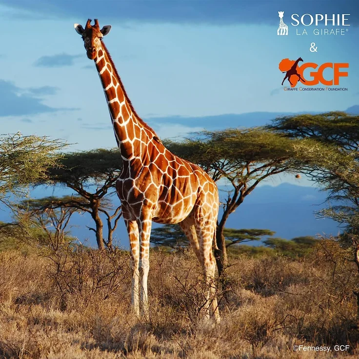 Sophie de giraf + sleutelhanger Save the Giraffes set – Bild 3