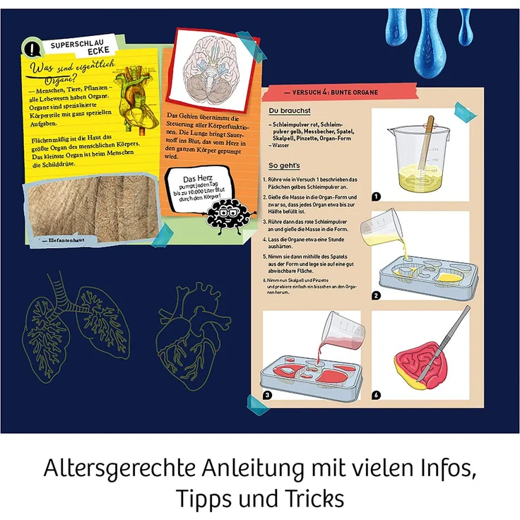 KOSMOS Fun Science Glibber-Organe – Bild 4