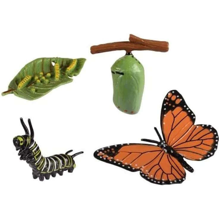 Eduplay Lebenszyklen Schmetterling