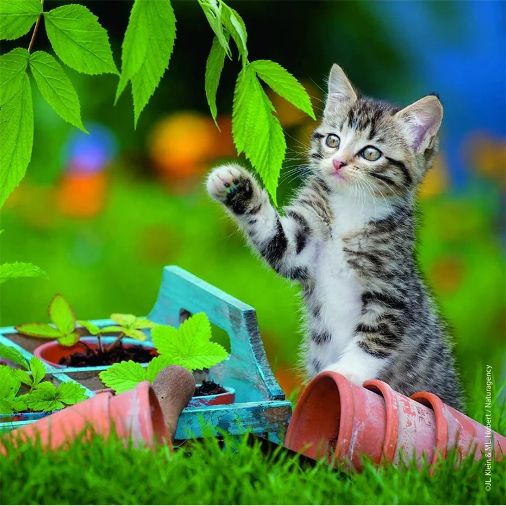 Ravensburger Puzzle 3x49 Teile Süße Samtpfötchen – Bild 5