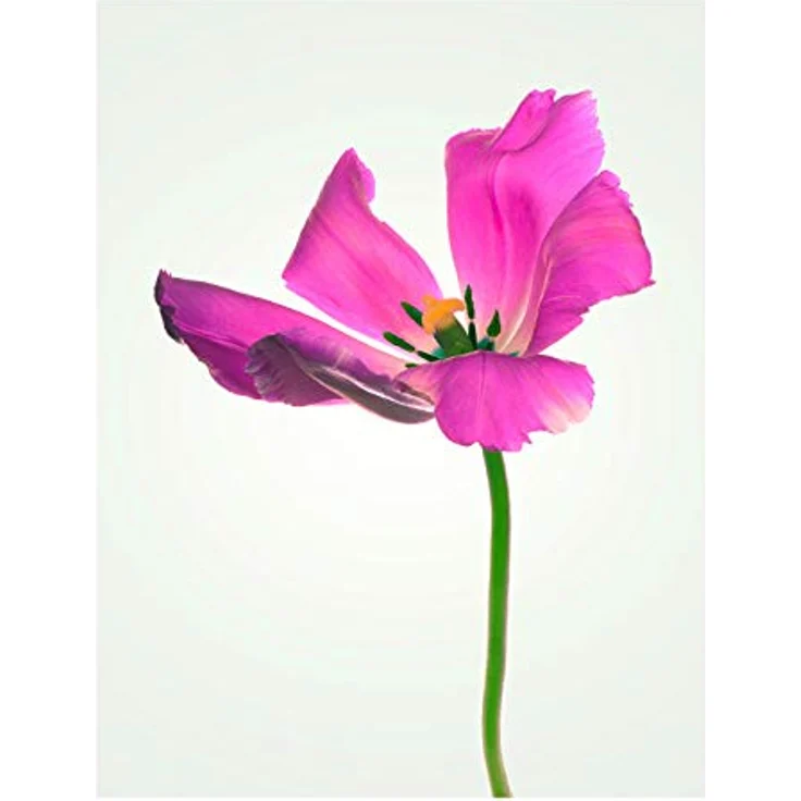 Komar Wandbild Tulip, Kunstdruck auf Premium-Poster Fotopapier, Größe 40 x 50 cm, seidenmatt, ohne Rahmen, MADE IN GERMANY – Bild 1