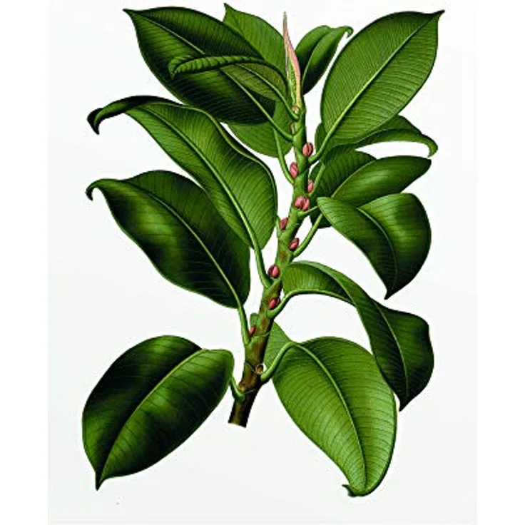 Komar Elastica Tree, Wandbild ohne Rahmen, 40 x 50 cm, fotorealistischer Kunstdruck auf Premium-Posterpapier, für Wohnzimmer und Schlafzimmer