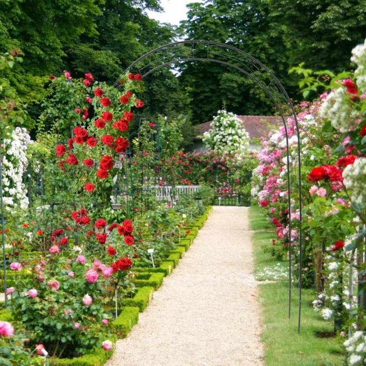 Rankbogen für Rosen mit Verzierung – Bild 2