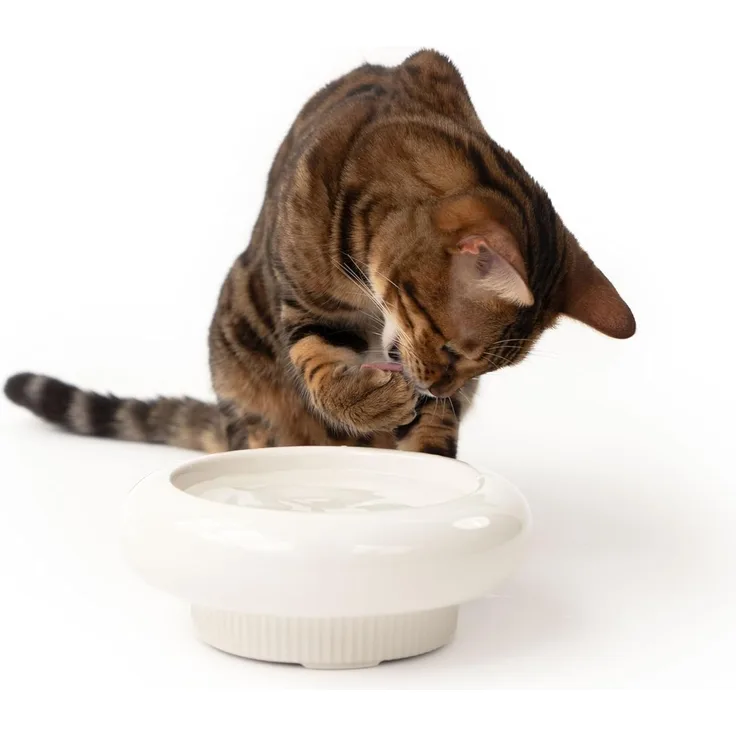 LucyBalu Futternapf MYCO erhöhter Katzennapf aus Keramik, Stoneware, Ergonomischer Futter- und Trinknapf für Katzen