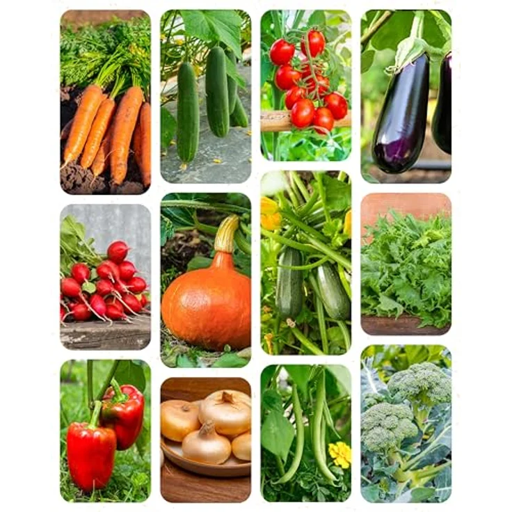 ZenGreens® - Bio Gemüsesamen Set - 15 Gemüse Samen für den einfachen Anbau im Garten, Balkon oder Hochbeet - ökologisches Saatgut - Pflanzensamen - Gemüsesamenset – Bild 11