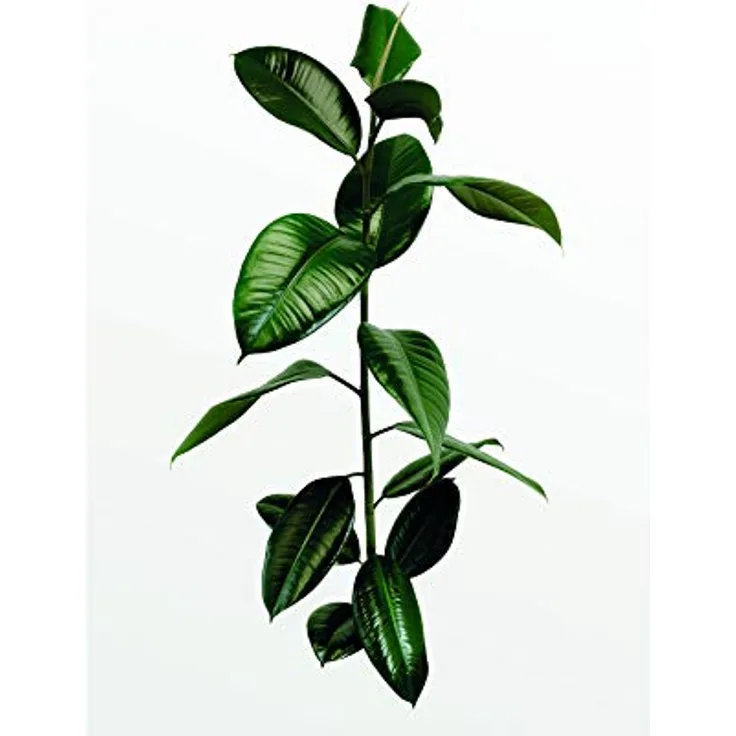 Komar Ficus Branch Wandbild, Poster 30 x 40 cm, fotorealistischer Kunstdruck ohne Rahmen, hochwertige seidenmatte Oberfläche, für Wohnzimmer und Schlafzimmer