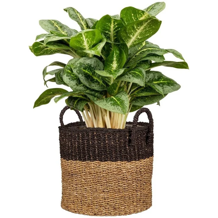 Scheurich Blumentopf nut brown 27/516 – Bild 2