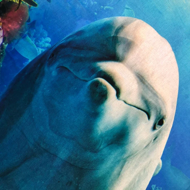 Delfin Bettwäsche Digitaldruck ESPiCO Sleep and Dream 135 x 200 + 80 x 80 cm – Bild 5