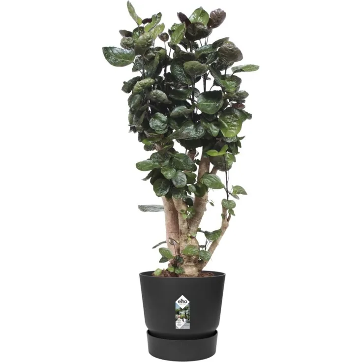 Elho Pflanztopf Greenville Ø 40 x 37 cm living schwarz