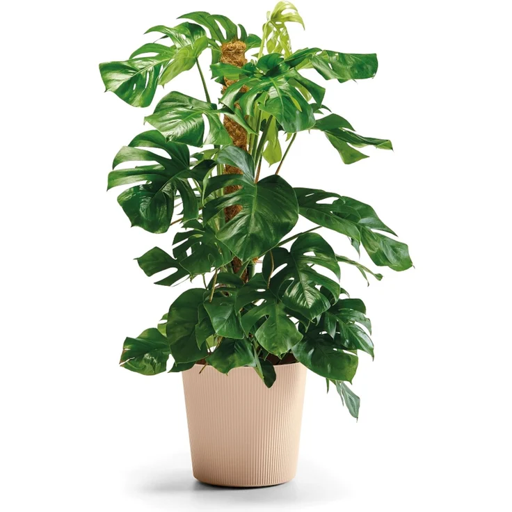 Bl.-Topf FYRE 35cm dune – Bild 2