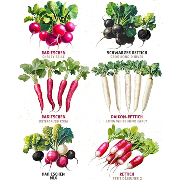 ZenGreens® - Bio Rettich- & Radieschensamen im 6er Set - 6 Rettich- & Radieschen Samen für den einfachen Anbau im Garten, Balkon oder Hochbeet - Pflanzensamen - Saatgut – Bild 7