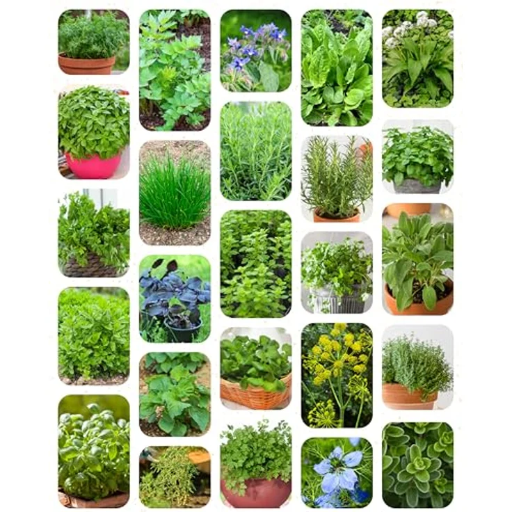 ZenGreens® - Bio Kräutersamen im 25er Set - 25 Kräuter Samen für den einfachen Anbau im Garten, Balkon oder Hochbeet - Pflanzensamen - Saatgut – Bild 11
