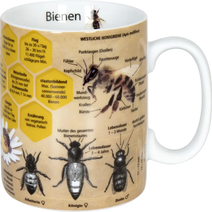KÖNITZ 1113302445 Wissensbecher BIENE 490 ml aus Porzellan / Motivbecher