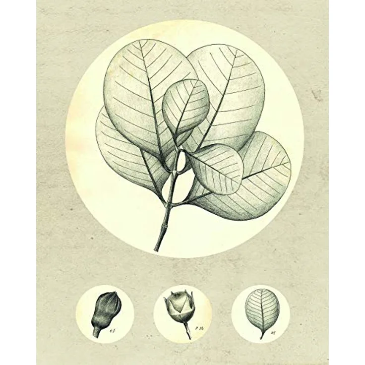 Komar Transparent Leaf Wandbild, Posters mit seidenmatter Oberfläche, 40 x 50 cm, Premium-Qualität, fotorealistische Drucke, ohne Rahmen