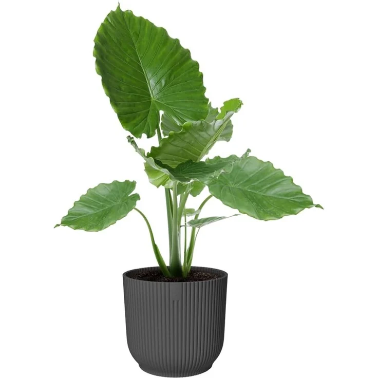 Elho Blumentopf Vibes Fold Kunststoff anthrazit Ø 30 x 27 cm – Bild 9