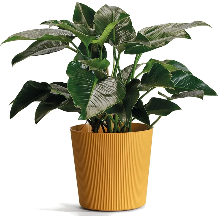 Bl.-Topf FYRE 30cm mango – Bild 2