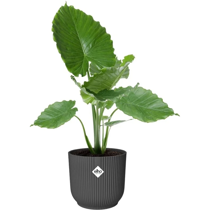 Elho Blumentopf Vibes Fold Kunststoff anthrazit Ø 30 x 27 cm – Bild 3