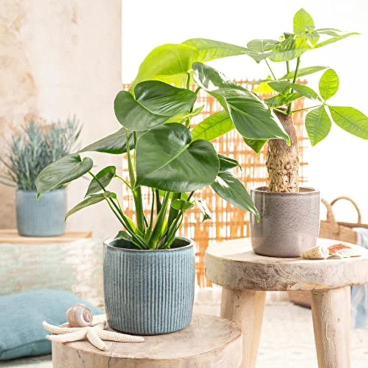 Scheurich Solido Linea Blumentopf aus Keramik, rund, mehrere Farben und Grössen – Bild 3