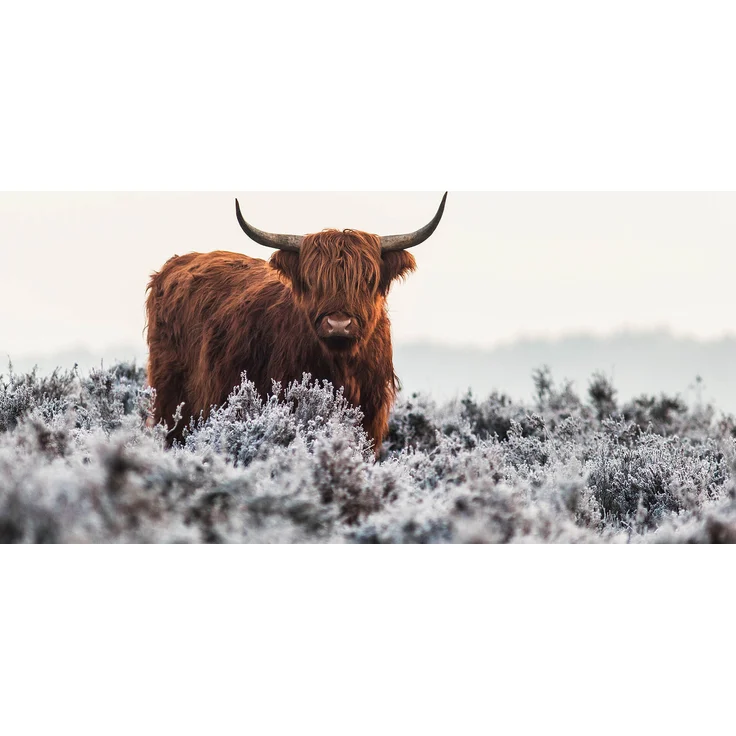 Leinwandbild Stier Braun Grau 70x50 DD123044 Keilrahmenbild Wandbild Leinwand – Bild 1