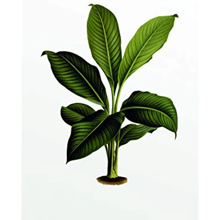 Komar Elastica Leaf Wandbild, Premium Kunstdruck auf fotorealistischem Posterpapier, 30 x 40 cm, ohne Rahmen, für Wohnzimmer und Schlafzimmer