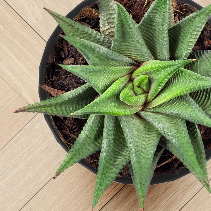 KADAX Blumentopf Blumentopf Kunststoffabdeckung mit Ständer 30 cm Schwarz – Bild 8