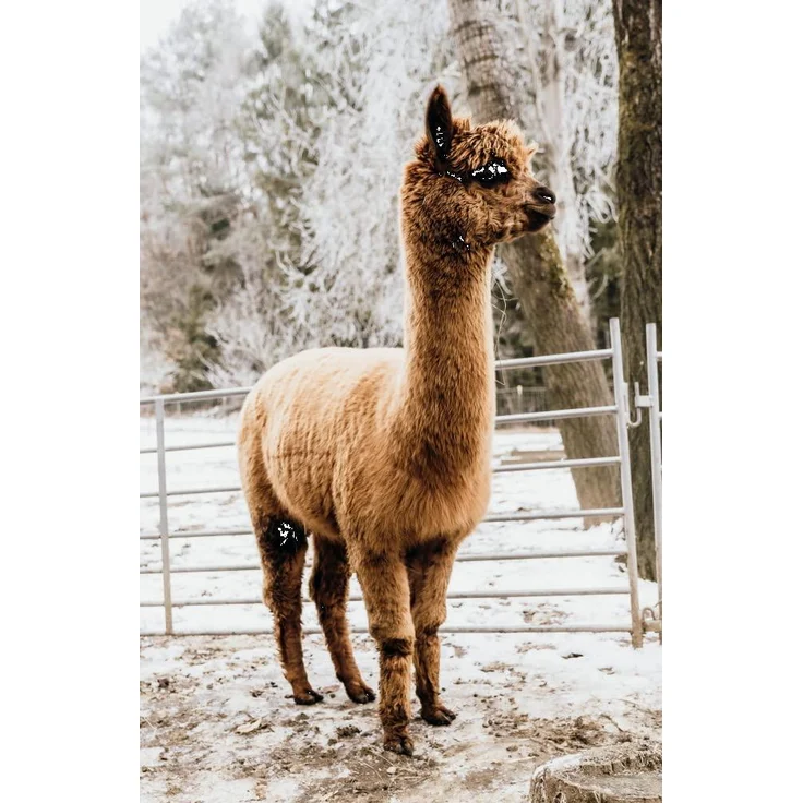 Golden Alpaca Bettdecke Alpaka Decke Alpaka Geschenk Alpaka Wolle (Ganzjahresdecke, 135x200 cm) – Bild 1