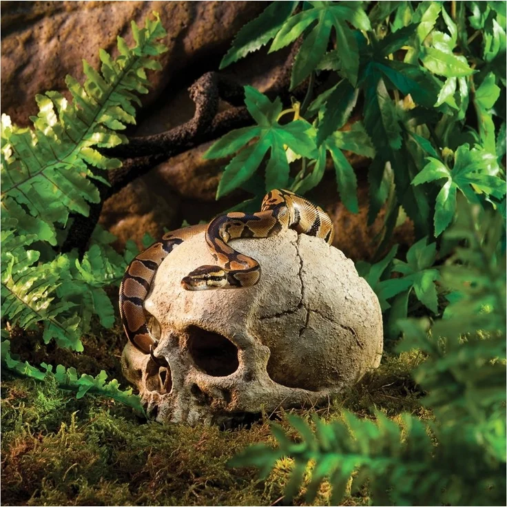 Exo Terra Terrariendeko Versteck Primate Skull – Bild 2