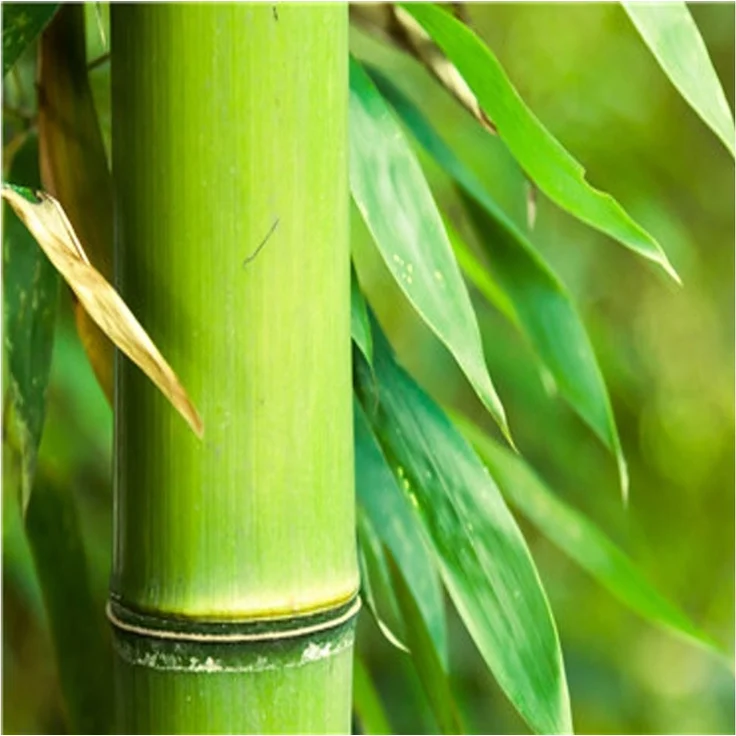 FLEXISPOT Tischplatte DIY Tischplatten (Holzwerkstoff, Farbe auswählbar, Groß auswählbar, Stabile Tischplatte, 20 mm stark), Natürlicher Bambus Bürotischplatte, Umweltfreundlich – Bild 2