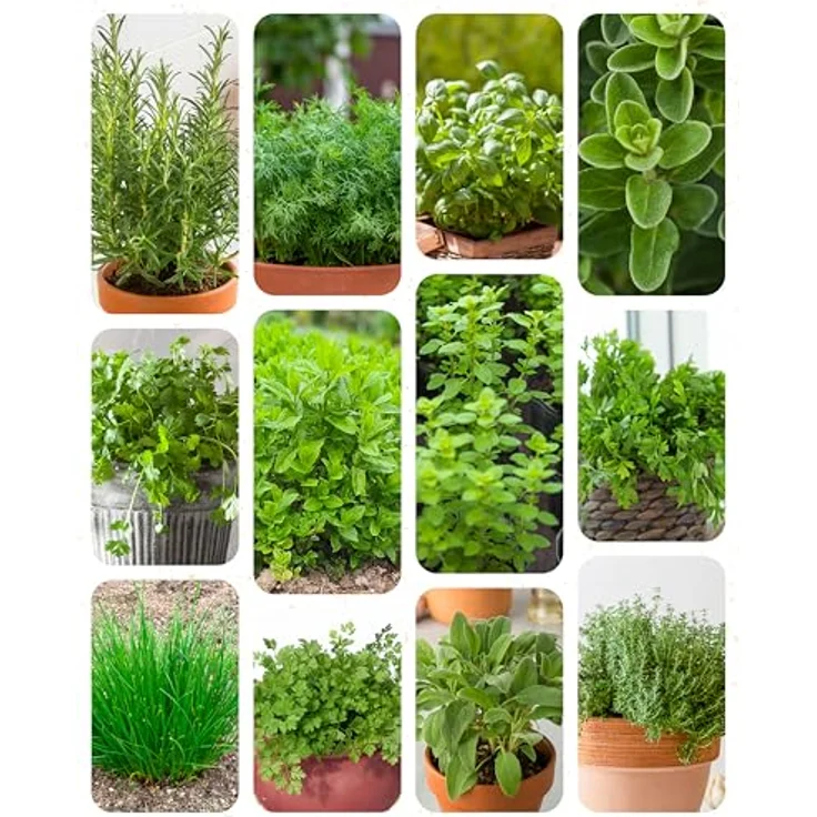 ZenGreens® - Bio Kräuter Samen Set - 15 Kräutersamen für den einfachen Anbau im Garten, Balkon oder Hochbeet - Pfalnzensamen - Saatgut – Bild 11
