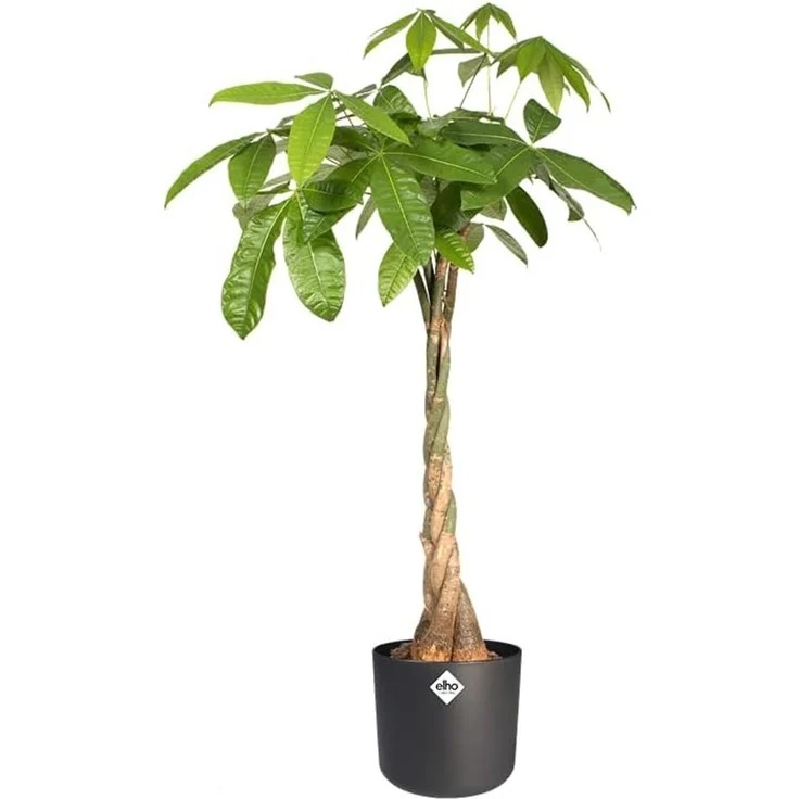 Elho B. for Soft Rund Blumentopf 14cm - Anthrazit – Bild 3