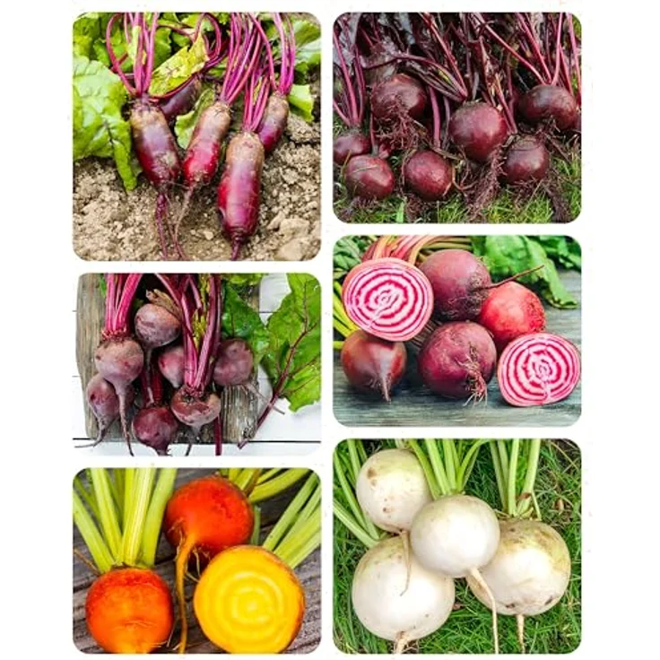 ZenGreens® - Bio Bunte Betesamen im 6er Set - 6 Bunte Bete Samen für den einfachen Anbau im Garten, Balkon oder Hochbeet - Pflanzensamen - Saatgut – Bild 11