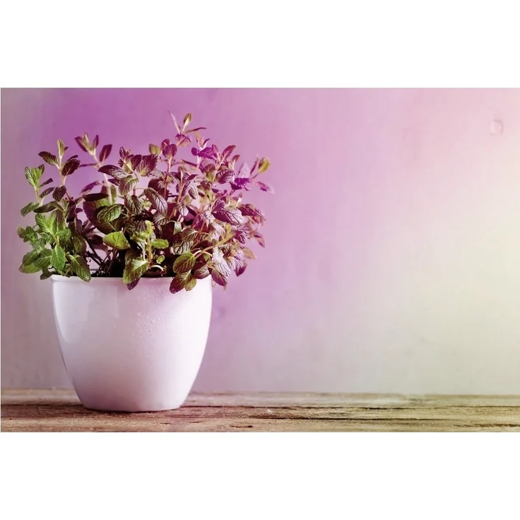 Paulmann Pflanzenlampe Paulmann LED-Pflanzenlampe Wachstum 230 V E14 4 W Bernstein 1 St. – Bild 2