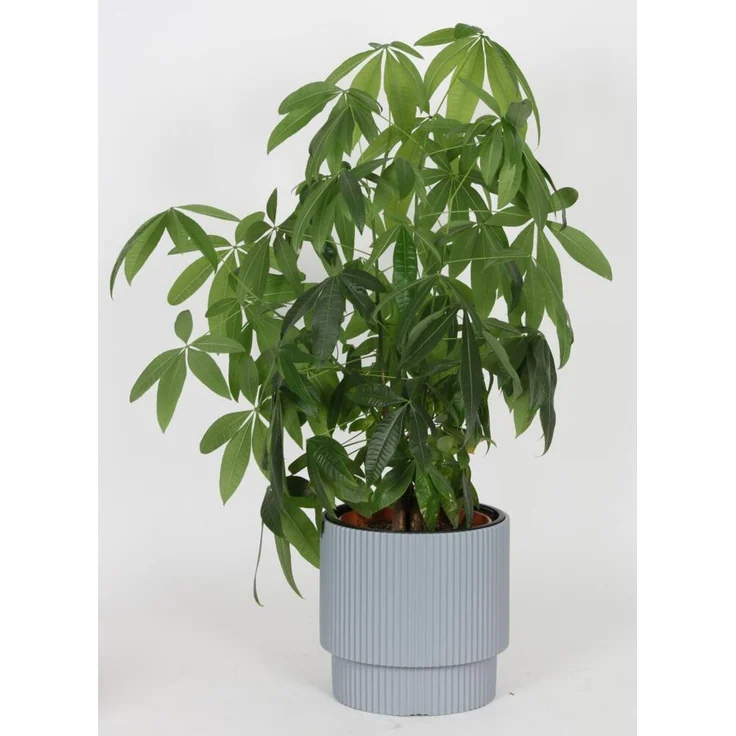 3x Übertopf Milly 30cm Rillen Pflanztöpfe Blumenkübel Kräutergefäße Dekoration – Bild 7