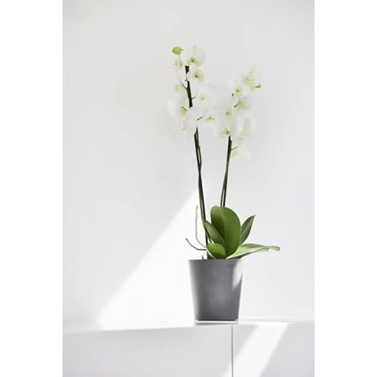 ECOPOTS Blumentopf Morinda, ØxH: 14,2x16 cm – Bild 3
